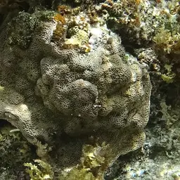 Pore Coral, photo 9