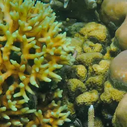 Pore Coral, photo 10