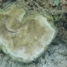 Pore Coral, photo 11