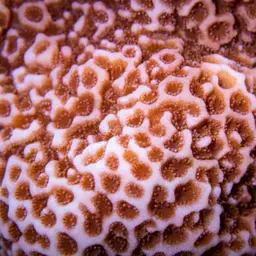 Pore Coral, photo 12