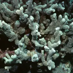 Pore Coral, photo 1