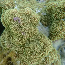 Pore Coral, photo 1