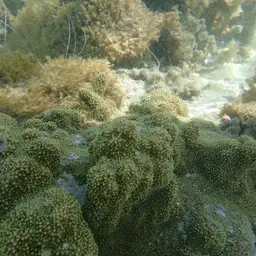 Pore Coral, photo 2