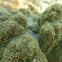 Pore Coral, photo 3