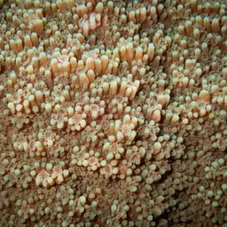 Pore Coral, photo 4