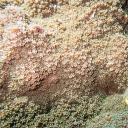 Pore Coral, photo 5