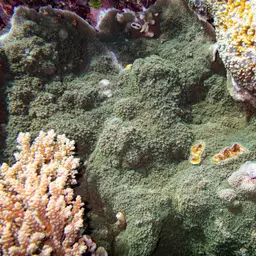 Pore Coral, photo 6