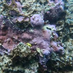 Pore Coral, photo 7