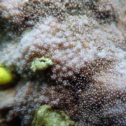 Pore Coral, photo 8