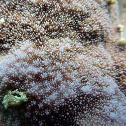 Pore Coral, photo 9