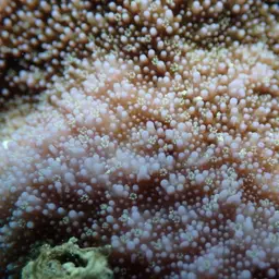 Pore Coral, photo 10