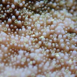 Pore Coral, photo 11