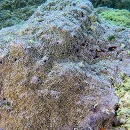 Pore Coral, photo 12