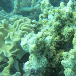 Pore Coral, photo 2