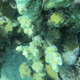 Pore Coral, photo 3