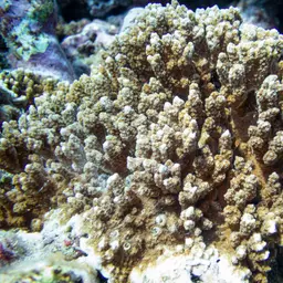 Pore Coral, photo 4
