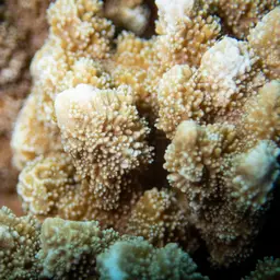 Pore Coral, photo 5