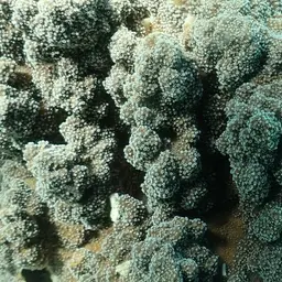Pore Coral, photo 6