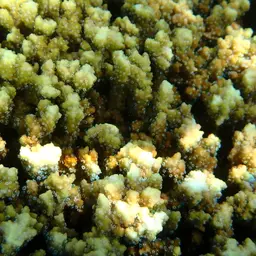 Pore Coral, photo 7