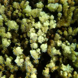 Pore Coral, photo 8