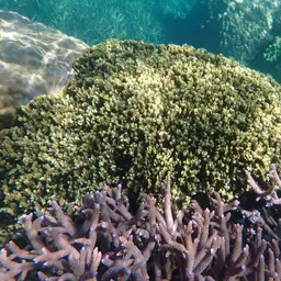 Pore Coral, photo 9