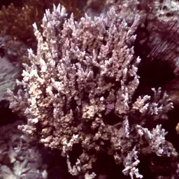 Pore Coral, photo 10
