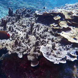 Pore Coral, photo 11