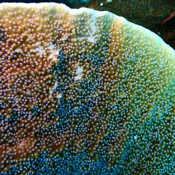 Pore Coral, photo 1