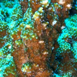 Pore Coral, photo 12