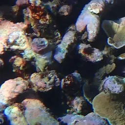 Pore Coral, photo 2