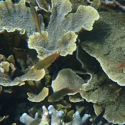Pore Coral, photo 3
