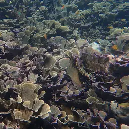 Pore Coral, photo 4