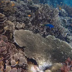 Pore Coral, photo 5