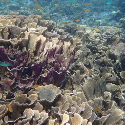 Pore Coral, photo 6
