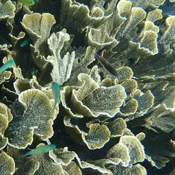 Pore Coral, photo 1
