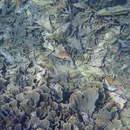 Pore Coral, photo 7