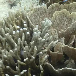Pore Coral, photo 8