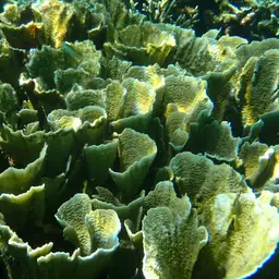 Pore Coral, photo 9