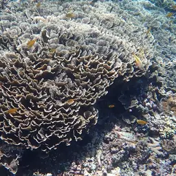 Pore Coral, photo 10