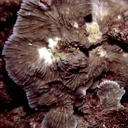 Pore Coral, photo 11