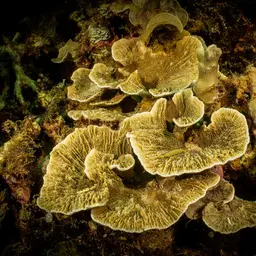 Pore Coral, photo 12
