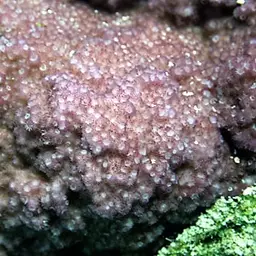 Pore Coral, photo 1