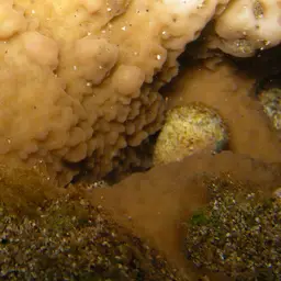 Pore Coral, photo 2