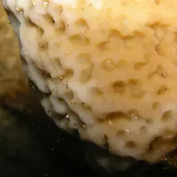 Pore Coral, photo 1