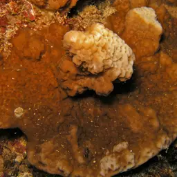 Pore Coral, photo 3
