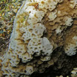 Pore Coral, photo 4