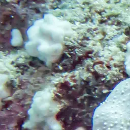 Pore Coral, photo 5