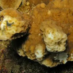 Pore Coral, photo 6