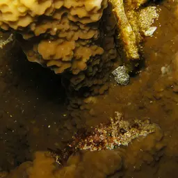 Pore Coral, photo 7