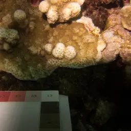 Pore Coral, photo 8
